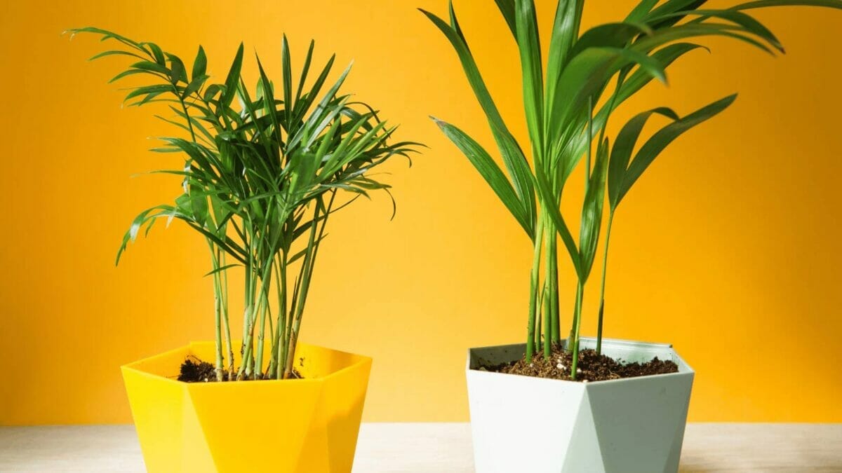 10 Beautiful Houseplants That Remove Dust & Reduce Cleaning 6 Palm hamedorea bamboo in a pot