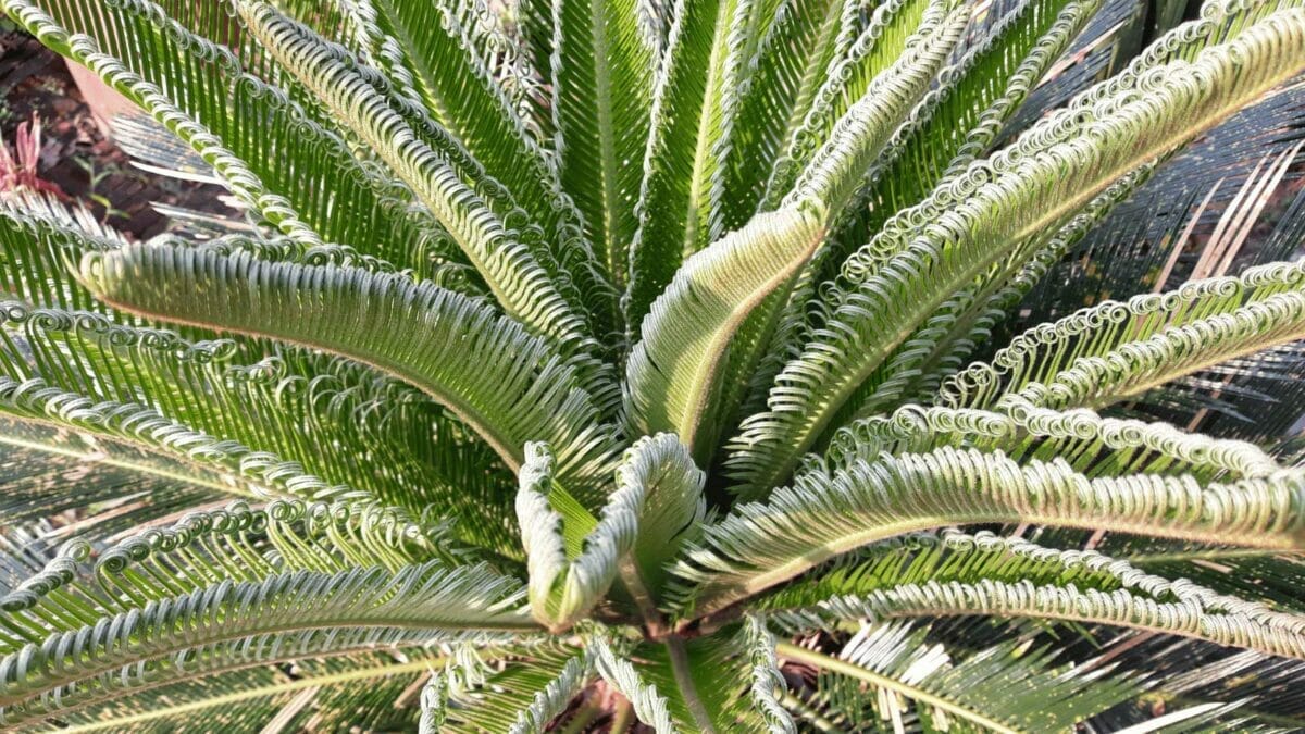 10 Beautiful Houseplants That Remove Dust & Reduce Cleaning 4 Pygmy Date Palm