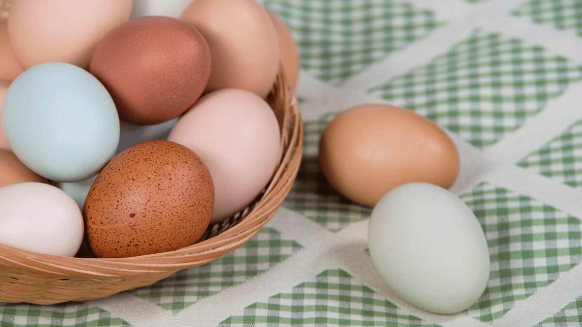 Sapphire Olive Egger: The Friendly Chicken That Lays Green Eggs 2 sapphire olive egger eggs