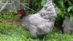 Sapphire Olive Egger: The Friendly Chicken That Lays Green Eggs 1 sapphire olive egger chicken breed