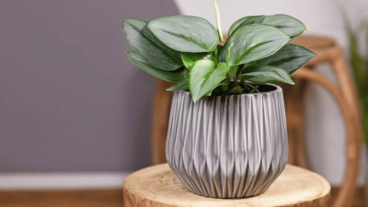 Top 15 Rare Pothos Varieties: From the Rarest to the Most Expensive Plant Types 15 Top 15 Rare Pothos Varieties: From the Rarest to the Most Expensive Plant Types - Scindapsus Treubii Moonlight houseplant ss2131510103