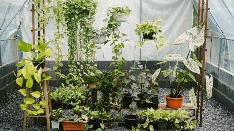 22 Varieties of Pothos: All Types Explained for Beginners & Avid Collectors + Care Tips 6 all types of pothos varieties in a greenhouse