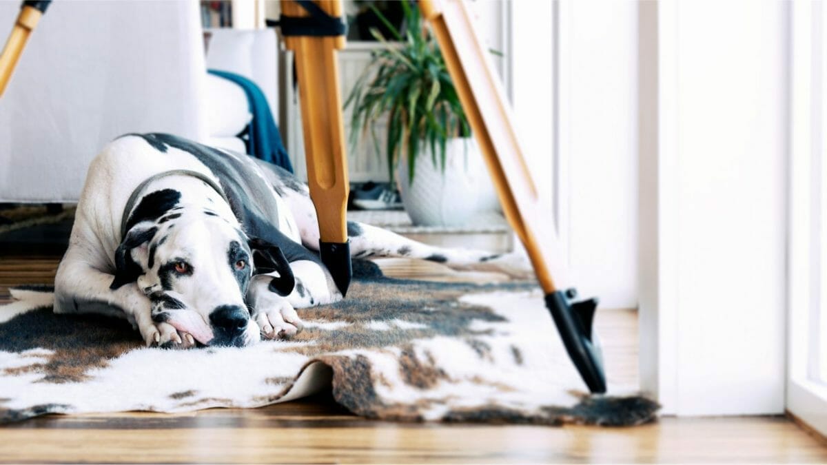 23 Outdated Home Trends Millennials Hate, But Boomers Love 2 23 Outdated Home Trends Millennials Hate, But Boomers Love - animal print rug MSN 3