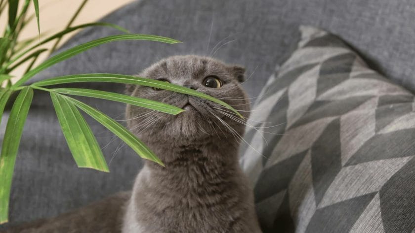 Top 11 Gorgeous Houseplants Safe For Cats (With Pictures) 12 cat wondering if cat palm is safe for cats.