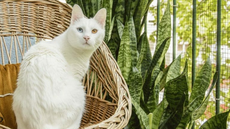 Are Snake Plants Toxic to Cats? Safe or Poisonous? (Solved) 3 white cat wondering, are snake plants toxic to cats?