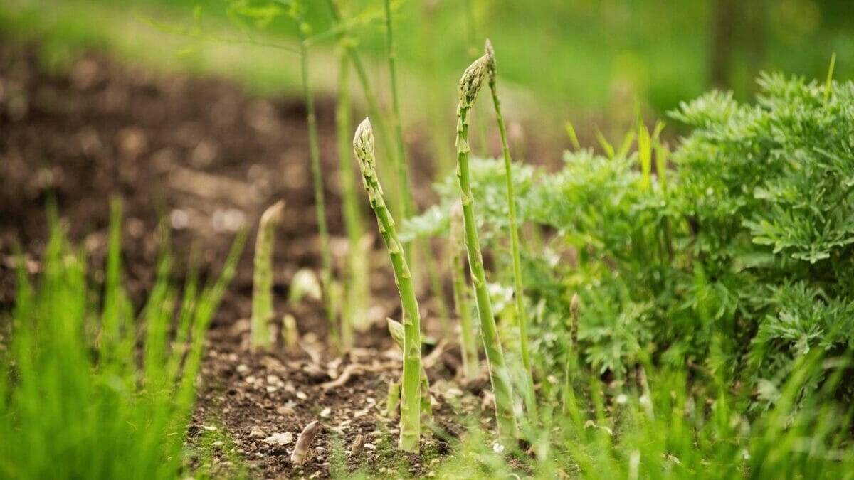 17 Vegetables That Do Not Like Peat Moss: Revealed 2 growing asparagus