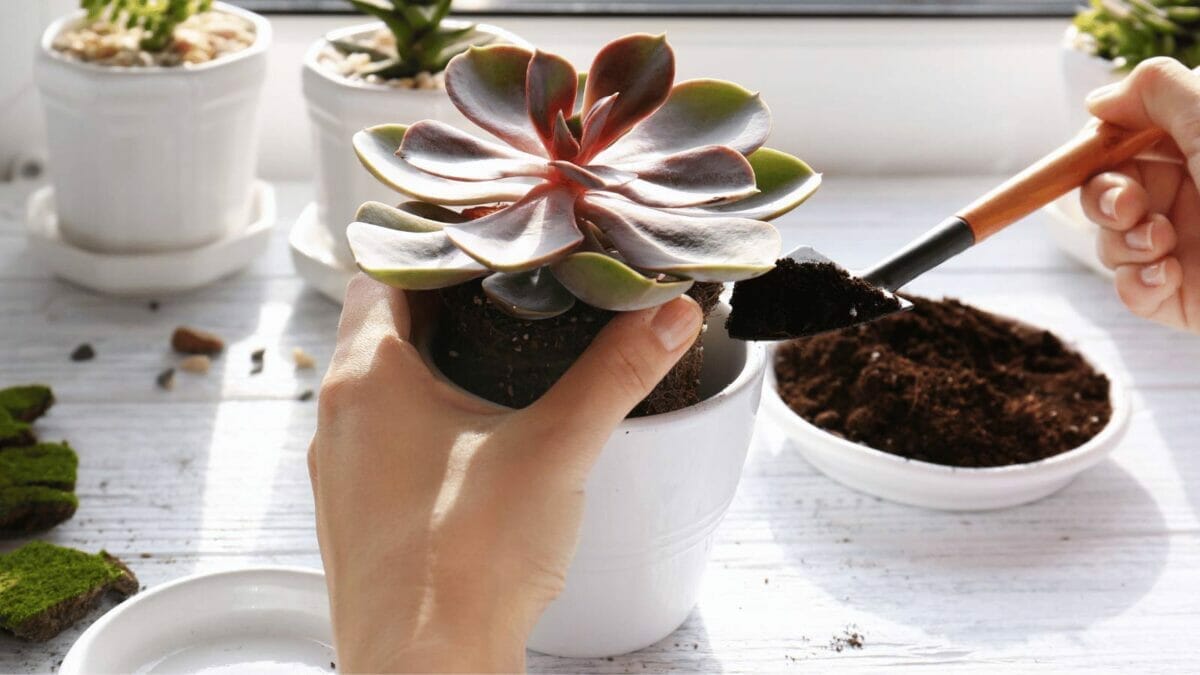 10 Worst Plants to Grow: These Will Test Your Patience & Sanity 4 10 Worst Plants to Grow: These Will Test Your Patience & Sanity - beginner caring for a succulent dp139116846