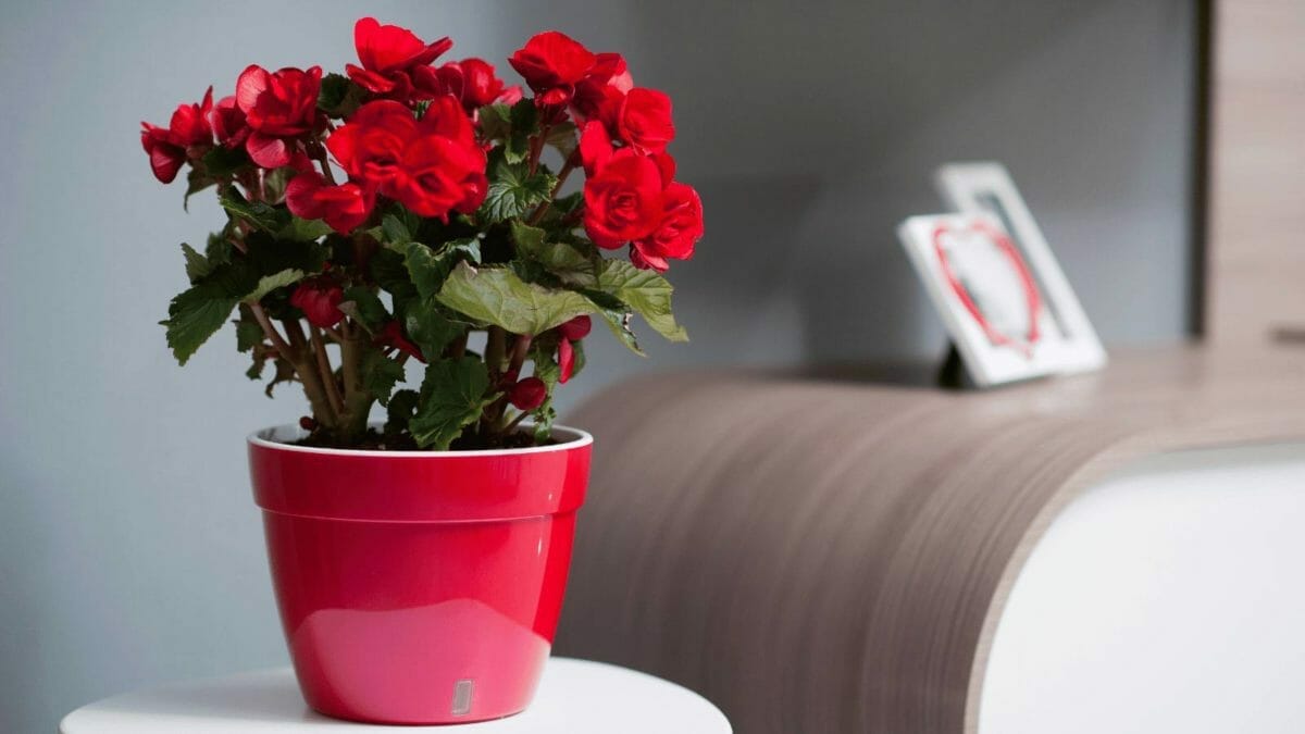 10 Houseplants People Admitted They Will Never Purchase Ever Again 7 begonia plant in red pot