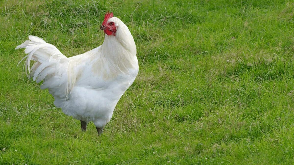 10 Most Expensive Chicken Breeds in the World 10 Bresse chicken