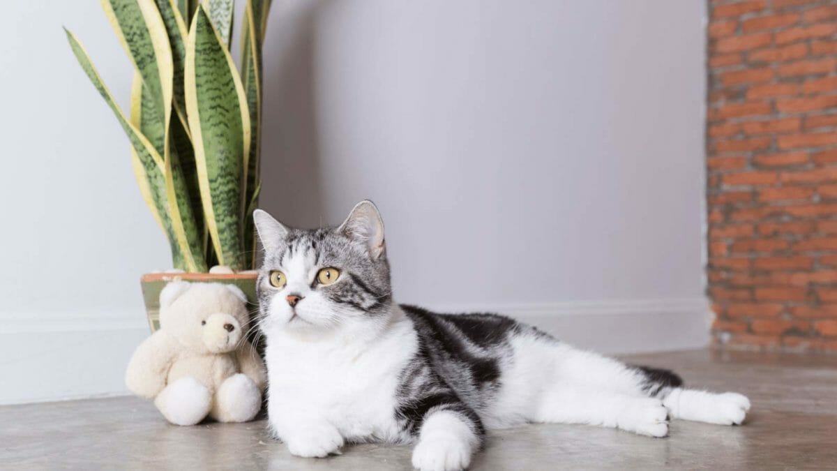 Are Snake Plants Toxic to Cats? Safe or Poisonous? (Solved) 4 cat with a toxic snake plant in background.