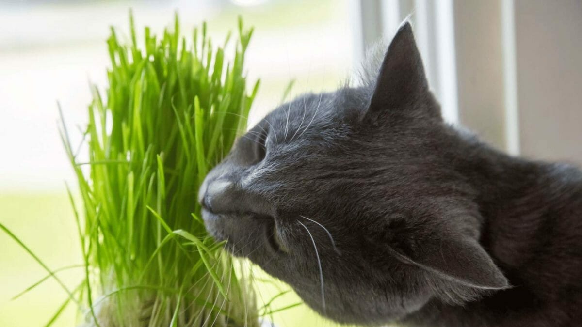Are Snake Plants Toxic to Cats? Safe or Poisonous? (Solved) 5 cat eating healthy grass