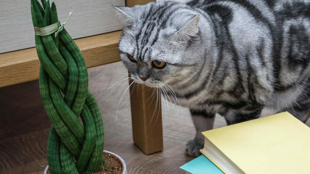 Are Snake Plants Toxic to Cats? Safe or Poisonous? (Solved) 3 cat looking at a snake plant