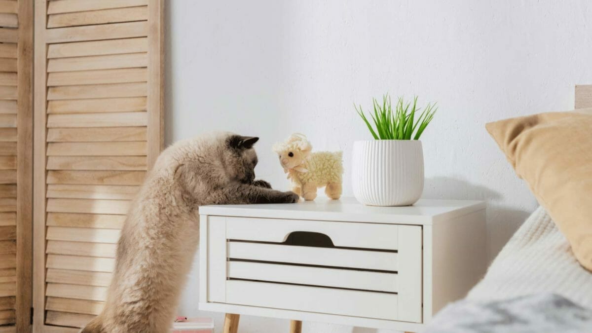 Are Snake Plants Toxic to Cats? Safe or Poisonous? (Solved) 6 cat looking at toy instead of houseplant