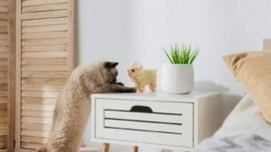 5 Tricks to Cat-Proof Your Plants 1 5 Tricks to Cat-Proof Your Plants - cat looking at toy and houseplant dp553031936