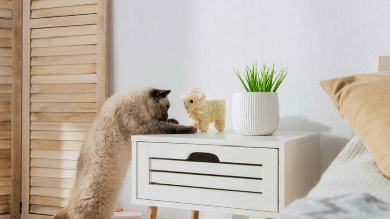 5 Tricks to Cat-Proof Your Plants 8 5 Tricks to Cat-Proof Your Plants - cat looking at toy and houseplant dp553031936