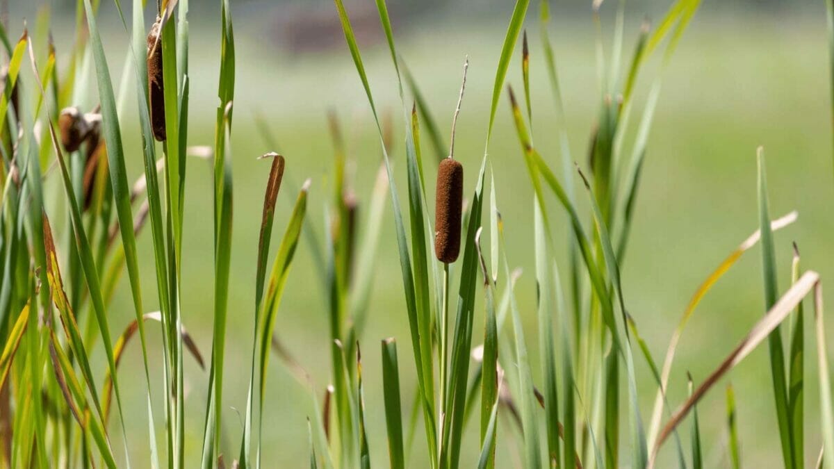 15 Plants Our Grandparents Ate to Survive the Great Depression - cattails ss2256355229