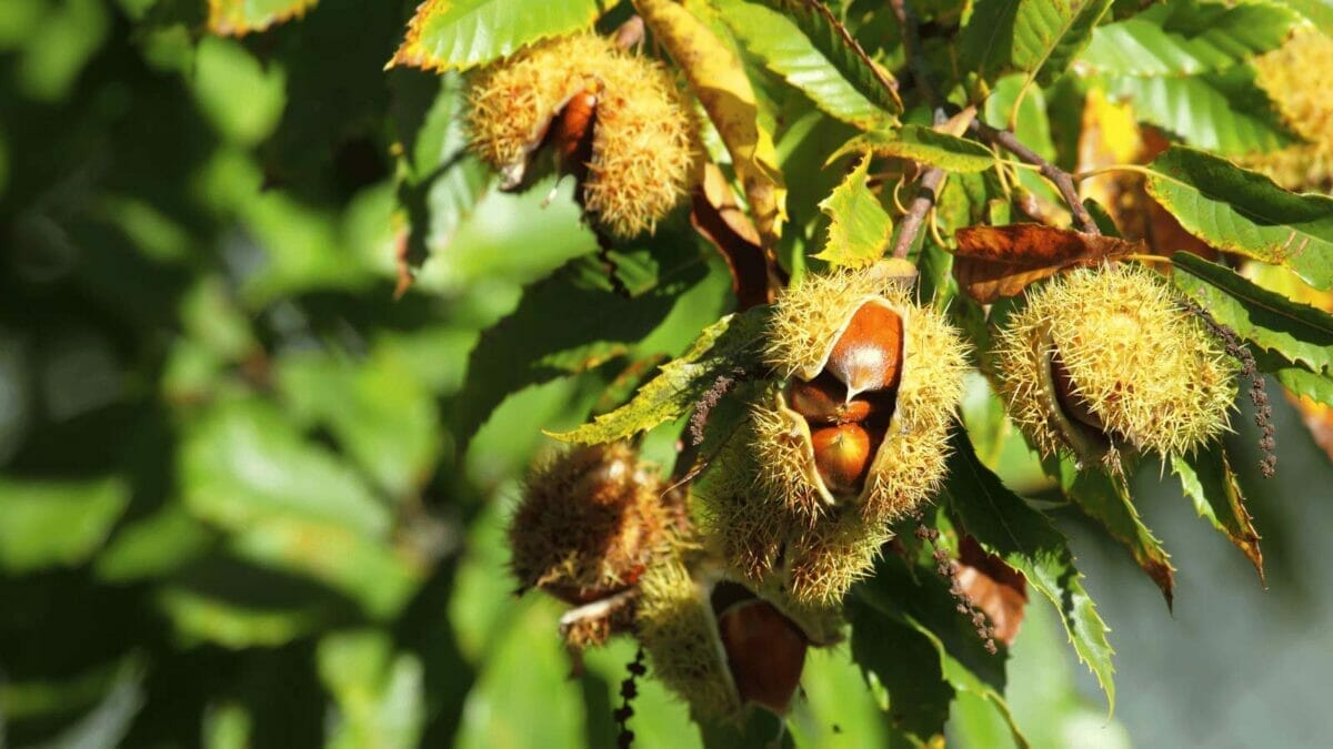With Up to 128 Spider Species in Your Home, Use These 12 Natural Ingredients to Keep Them Out - chestnut tree ss225214249