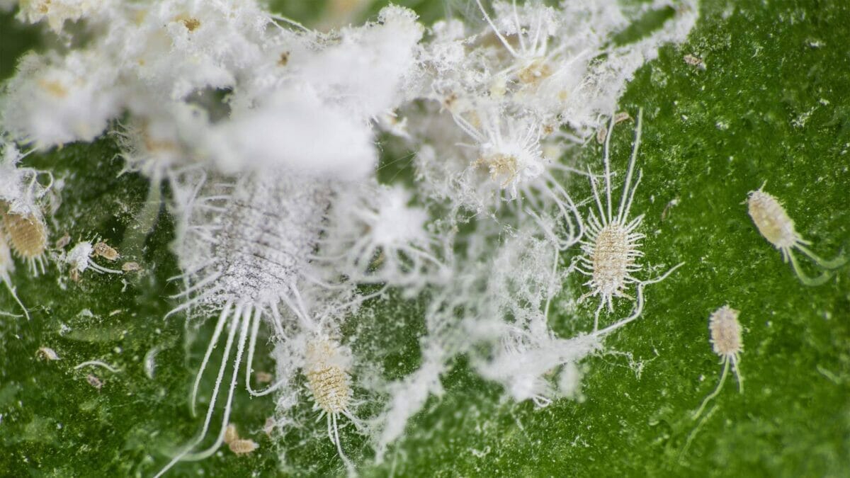 Got Mealybugs? Here's How to Get Rid of Mealbugs For Good! 2 closeup of citrus mealybugs