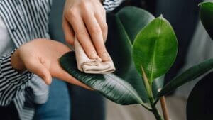 10 Beautiful Houseplants That Remove Dust & Reduce Cleaning 1 cleaning dust on a rubber plant houseplant