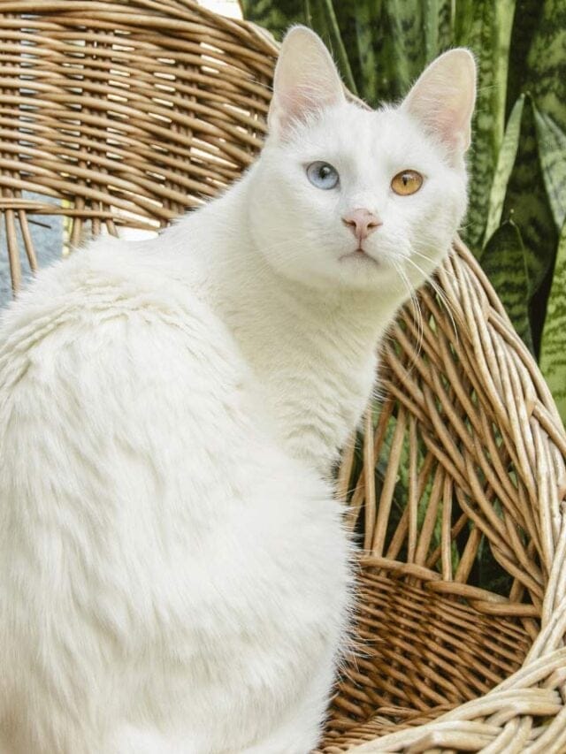 how to make your snake plant bloom (yes, it's possible) 9 white cat wondering, are snake plants toxic to cats?