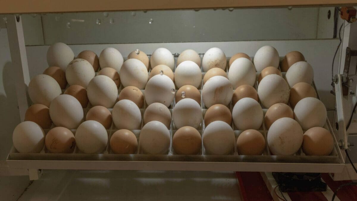 Warm Water Trick For Hatching Eggs: Step-By-Step Guide 2 egg incubator