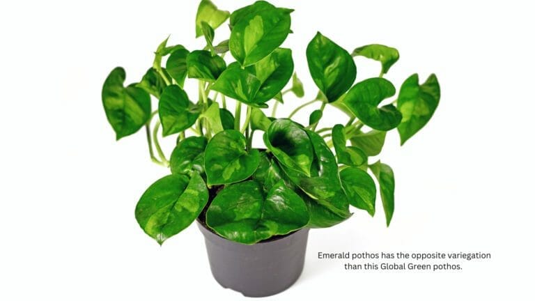 Emerald Pothos: The Green Beauty (Plant Care Guide & Tips) 10 Emerald pothos with green leaves in a pot.