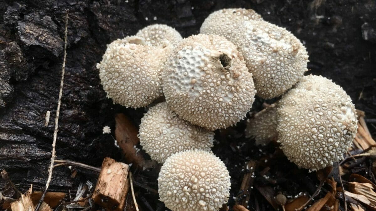 How to Get Rid of White Fungus Balls in Soil ~ 6 Easy Steps 3 fungus mushrooms in soil