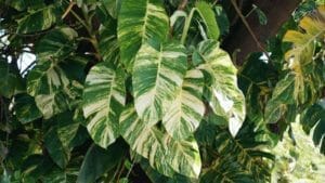 Hawaiian Pothos: How To Grow a Giant Pothos Indoors 1 giant hawaiian pothos plant