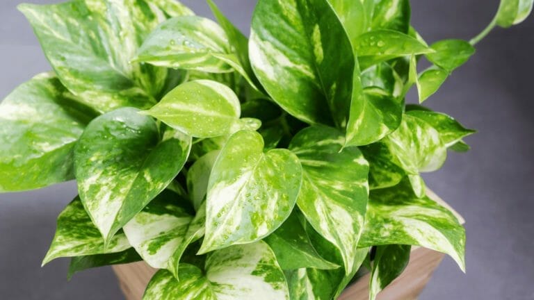 Golden Pothos Care 101: How to Keep Your Plant Happy & Healthy 6 golden pothos plant care for a thriving plant.