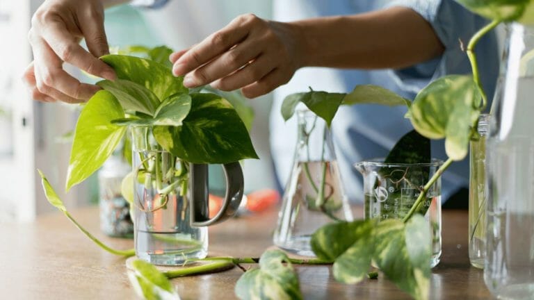 8 Common Challenges with Pothos Houseplants & How to Tackle Them 5 growing pothos in water