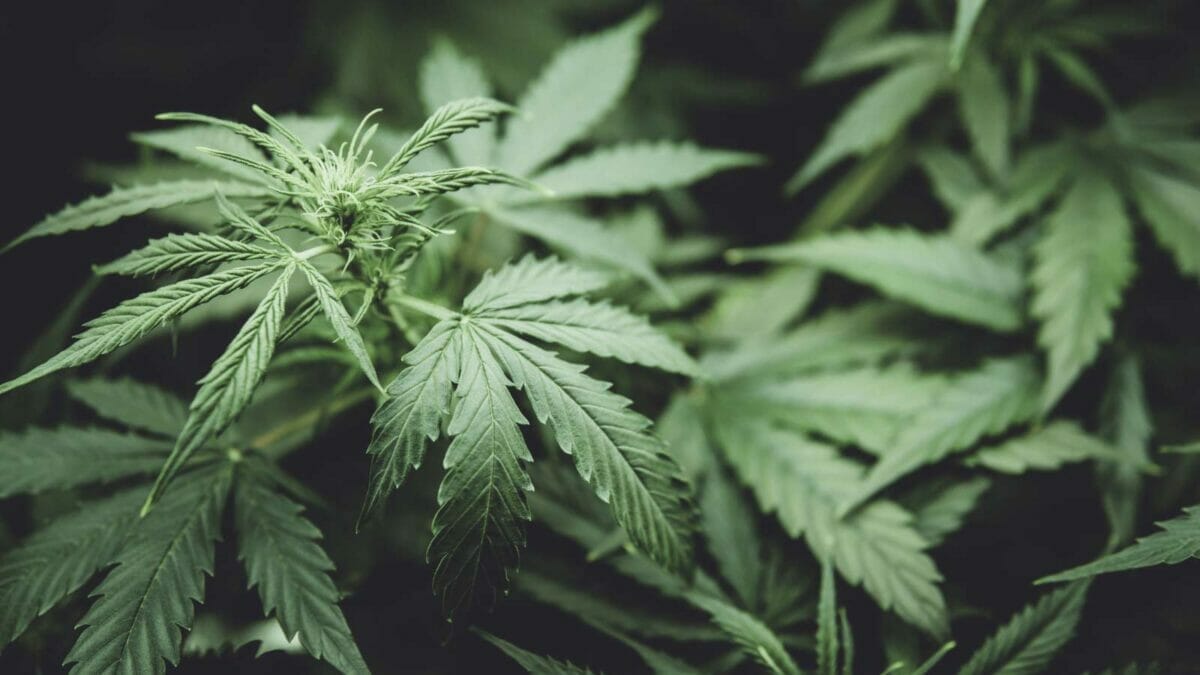 Top 10 Most Useful Plants for Food, Medicine & Materials 7 hemp plant