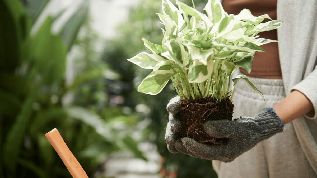 Do Pothos Need Drainage: The Dangers of No Drainage Holes & Simple Solutions 4 holding a rare pothos plant variety
