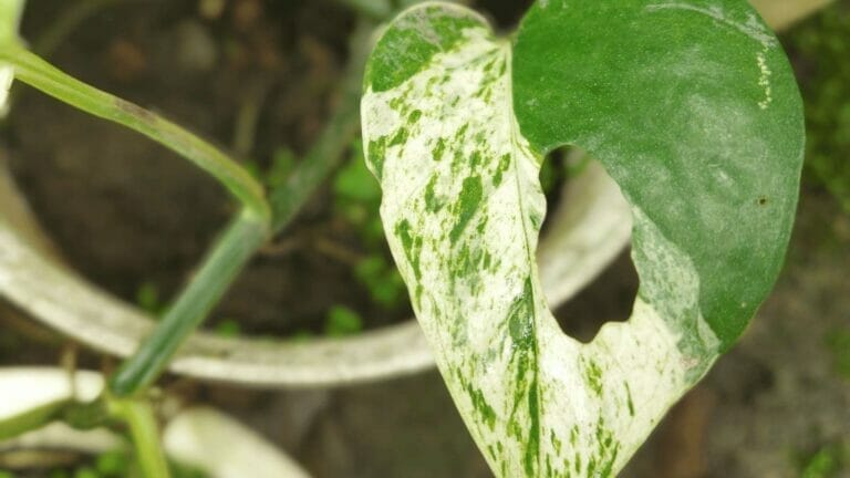 Holes in Pothos Leaves: Causes, Treatment & Prevention 10 hole in marble queen pothos leaves