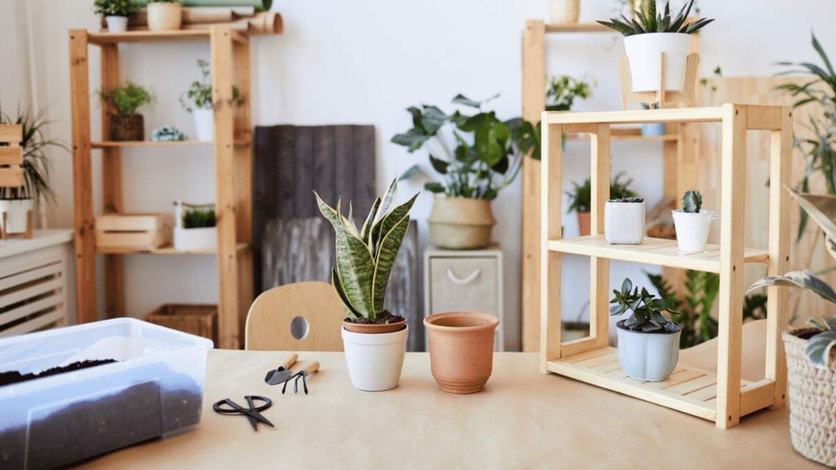 Repotting Snake Plant: 6 Signs- Learn How to Repot with Ease 2 how to repot a snake plant on a wooden desk