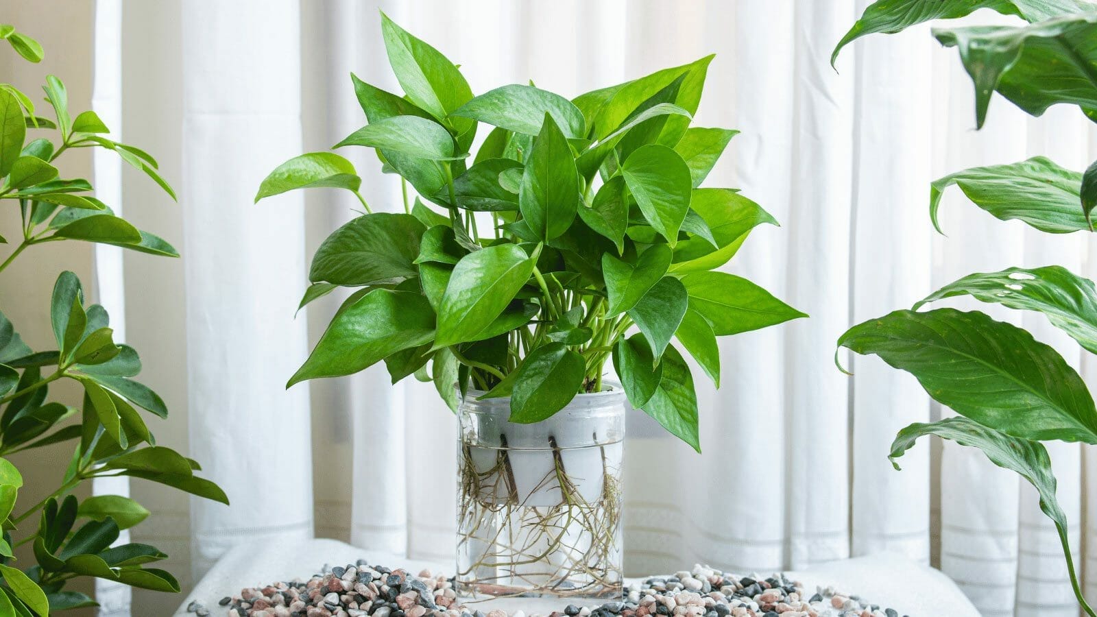 jade-pothos-in-water-ss2139902651 jade pothos growing in water