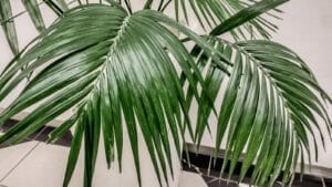 Overwatered Palm Tree? 7 Signs + How to Save Your Plant 1 kentia palm tree indoors