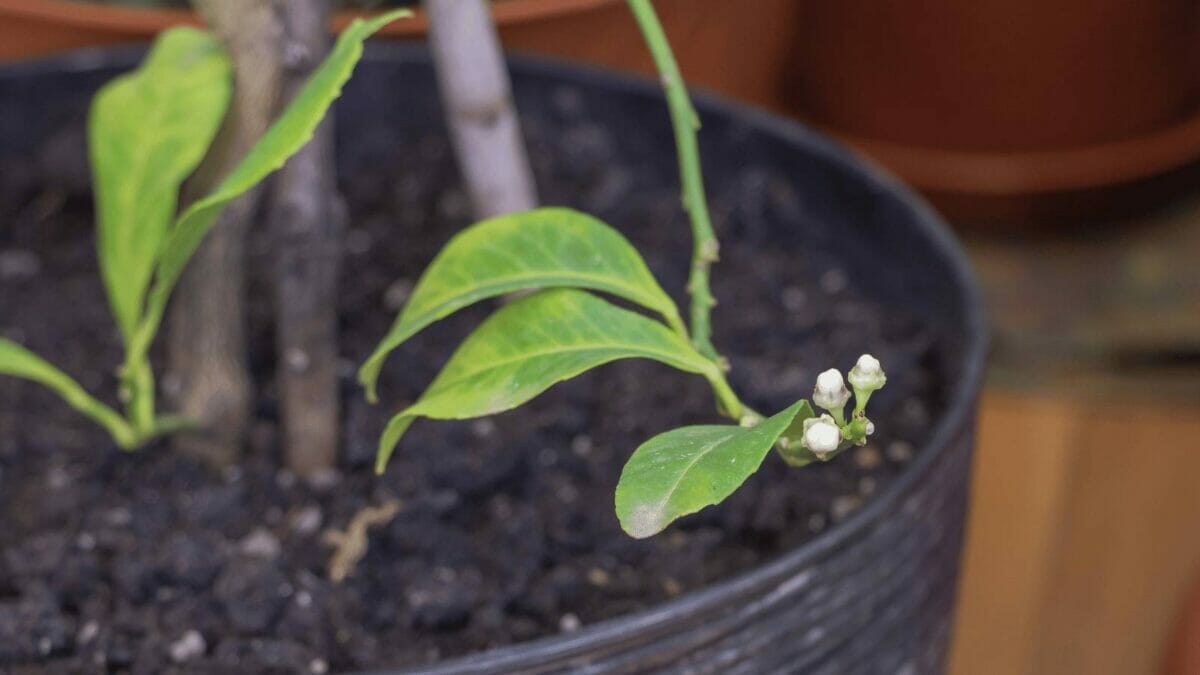 Lemon Tree Growth Stages Guide + Unbelievable Growing Trick 3 lemon tree growing buds