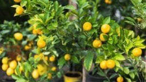 Lemon Tree Growth Stages Guide + Unbelievable Growing Trick 1 lemon tree growing in a pot