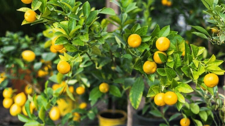 Lemon Tree Growth Stages Guide + Unbelievable Growing Trick 1 lemon tree growing in a pot