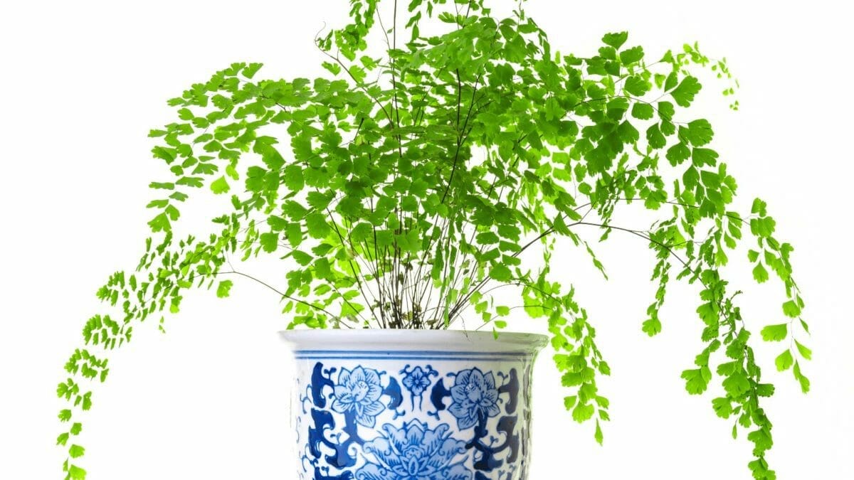 10 Houseplants People Admitted They Will Never Purchase Ever Again 4 maidenhair fern plant in a decorative pot.