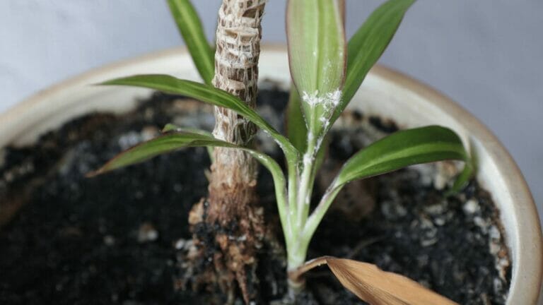 Got Mealybugs? Here's How to Get Rid of Mealbugs For Good! 9 mealybugs on Dracaena leaves