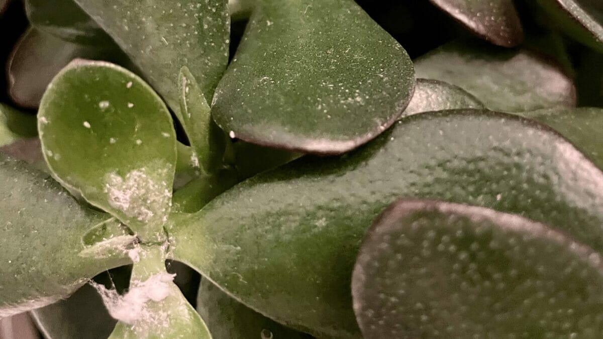 Got Mealybugs? Here's How to Get Rid of Mealbugs For Good! 4 Got Mealybugs? Here's How to Get Rid of Mealbugs For Good! - mealybugs on succulent