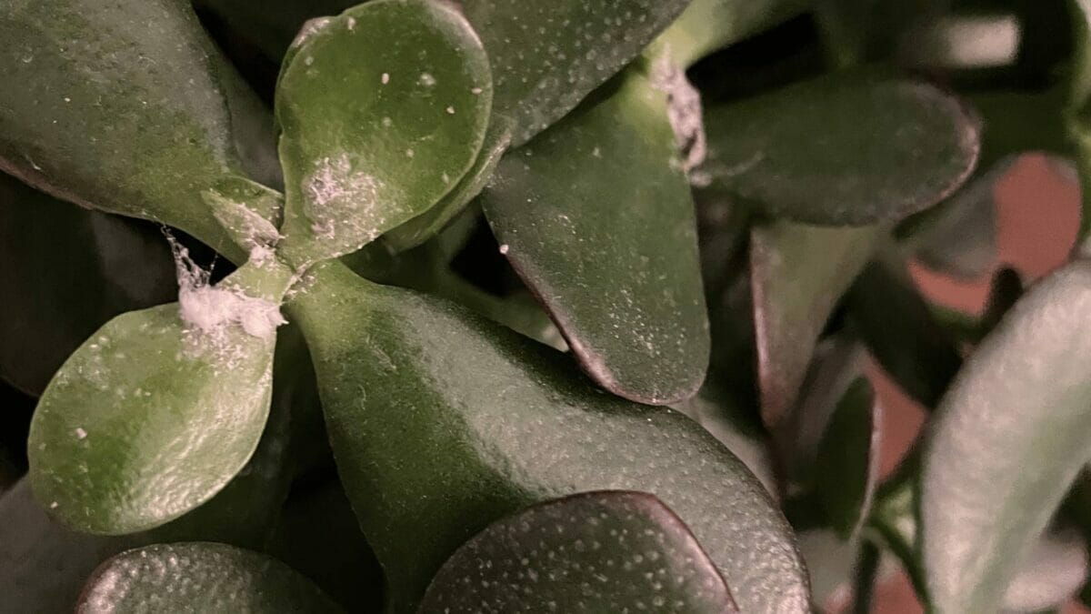 Got Mealybugs? Here's How to Get Rid of Mealbugs For Good! 5 mealybugs on a succulent plant