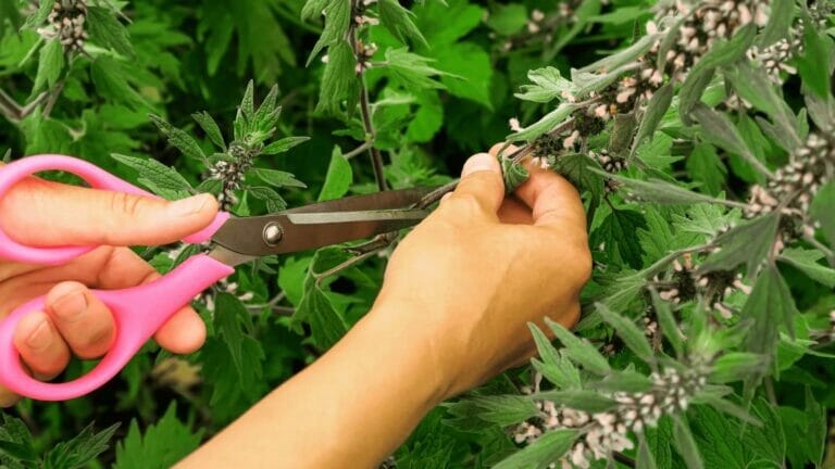 Top 10 Most Useful Plants for Food, Medicine & Materials 6 harvesting motherwort plant