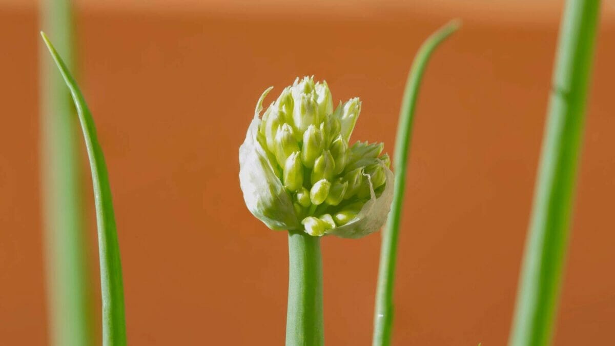 10 Onion Growing Stages: From Bulb & Seed + Growing Tips 6 onion plant flowering, signaling the end of the onion growing stages