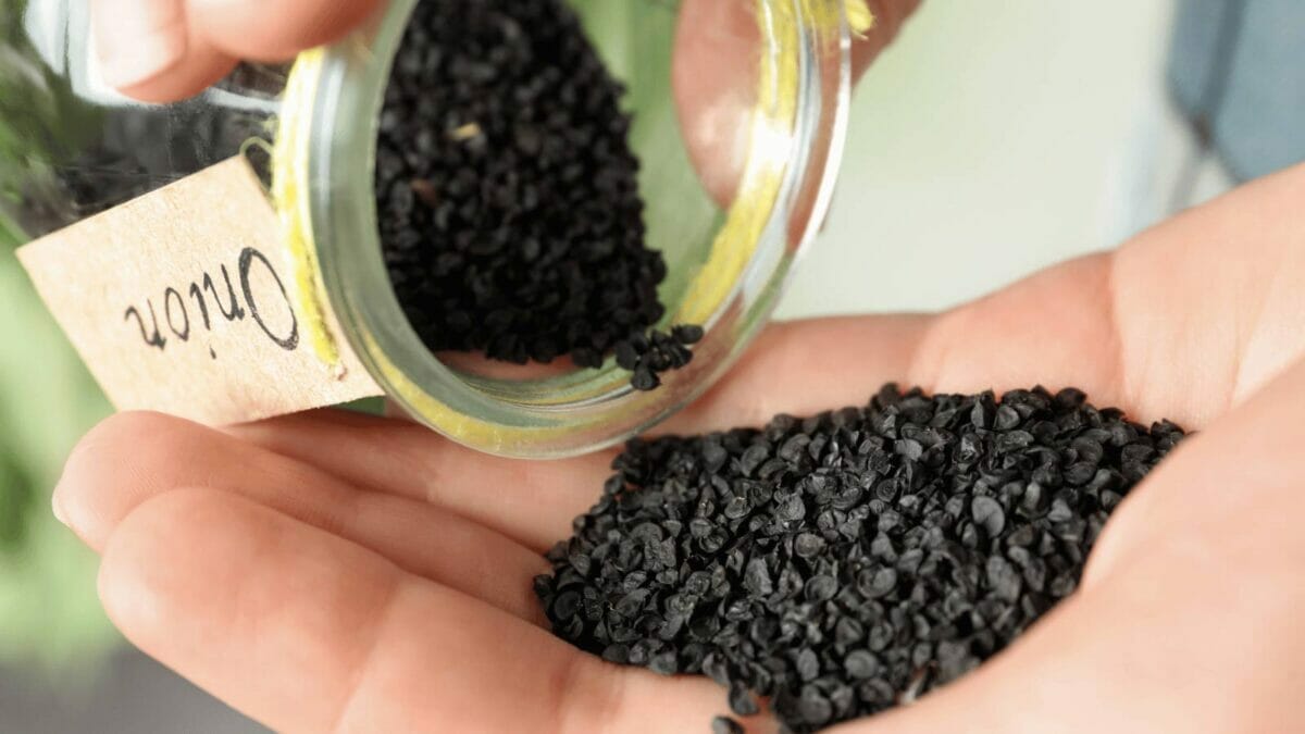 10 Onion Growing Stages: From Bulb & Seed + Growing Tips 7 onion plant seeds