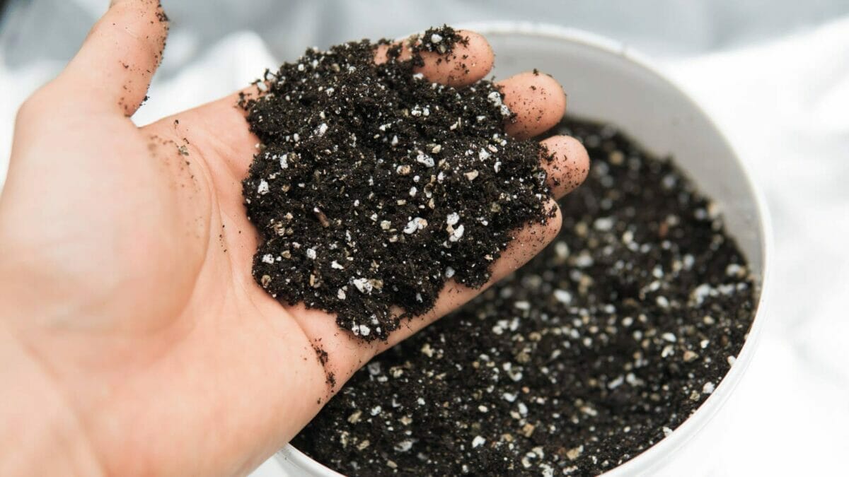 How to Get Rid of White Fungus Balls in Soil ~ 6 Easy Steps 2 perlite in potting soil