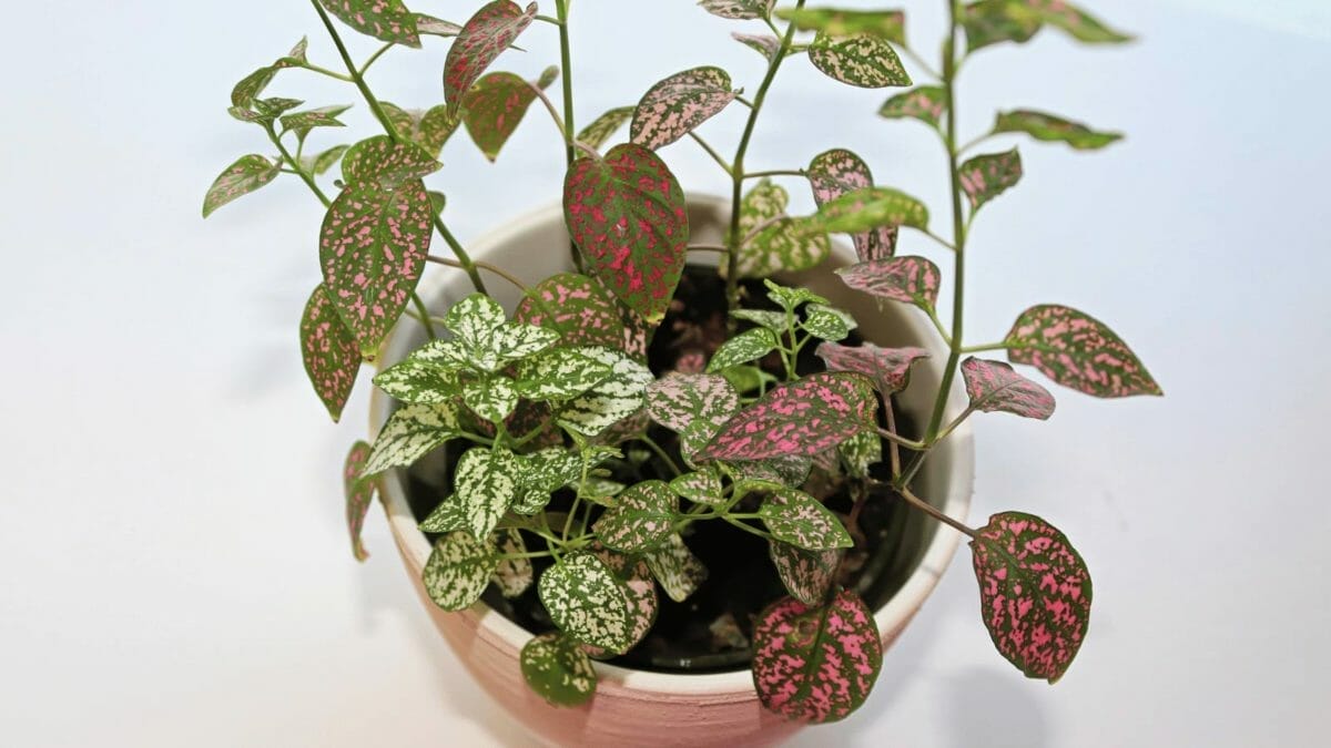 10 Houseplants People Admitted They Will Never Purchase Ever Again 8 pink polka dot plant