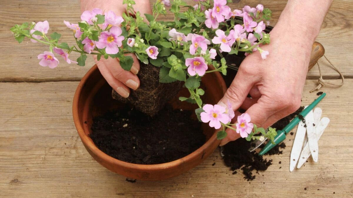 Turn Your Yard Into a Fragrant Paradise With These 15 Plants - planting in terracotta clay pot dp111706980