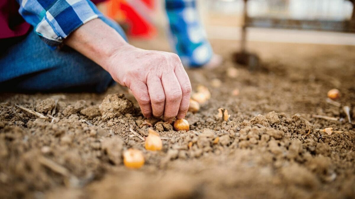 17 Vegetables That Do Not Like Peat Moss: Revealed 11 onion planting